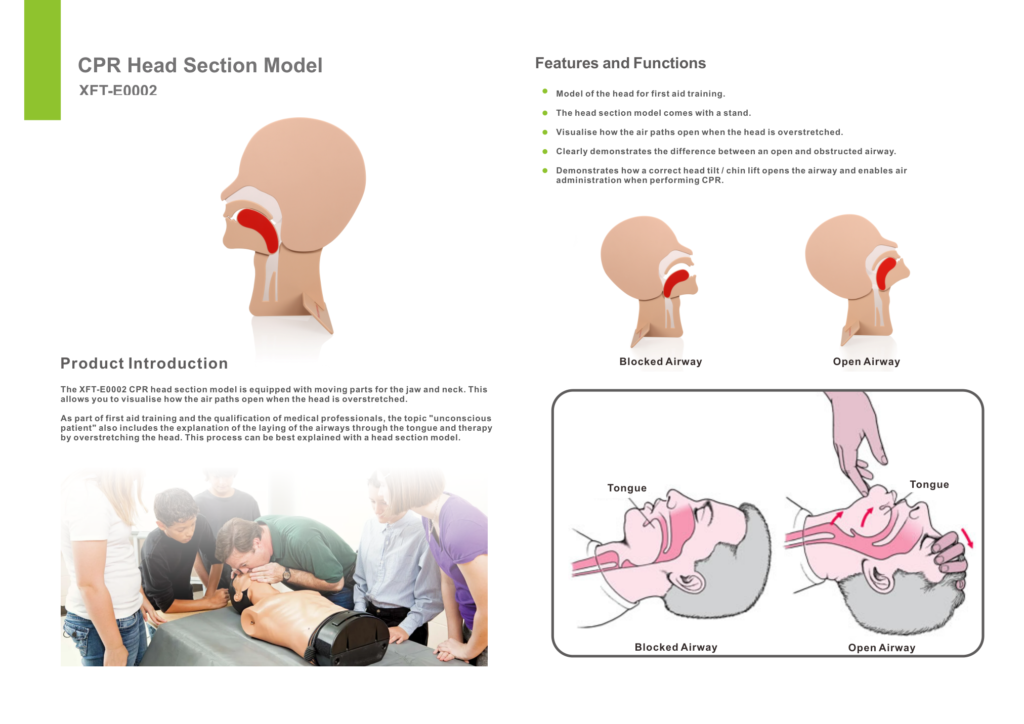 XFT-E0002 CPR Head Section Model